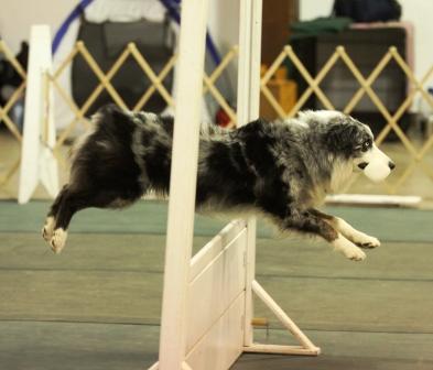 Photo of Misko in Obedience